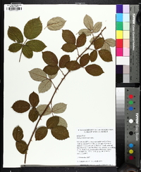 Rubus bifrons image