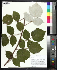 Rubus phoenicolasius image