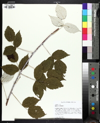 Rubus occidentalis image