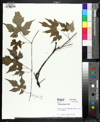 Vitis palmata image