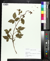 Rubus trivialis image