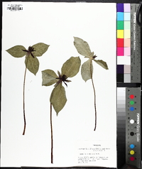 Trillium stamineum image