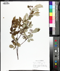 Aronia melanocarpa image