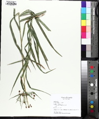 Scirpus polyphyllus image