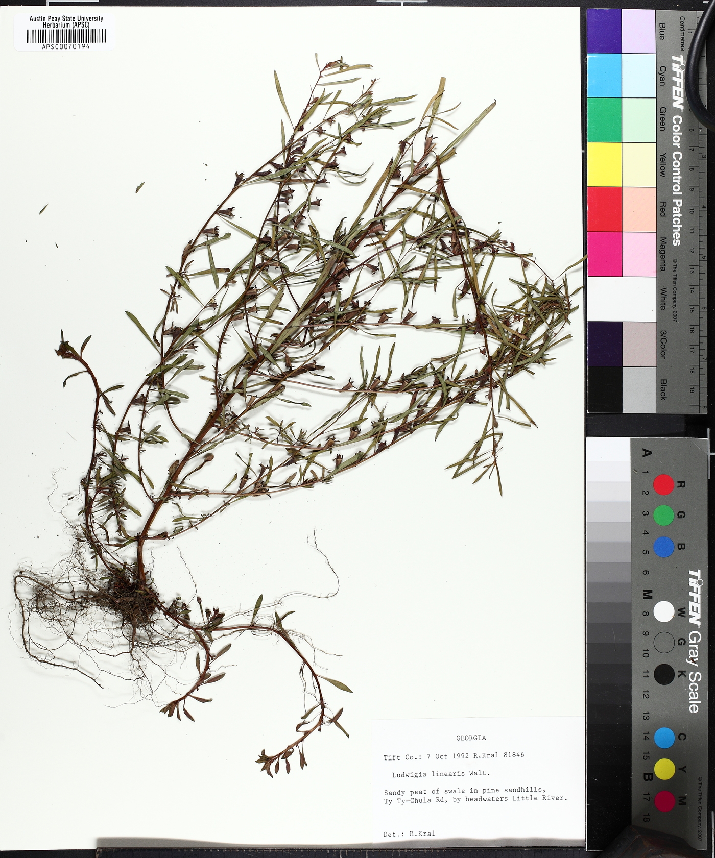 Ludwigia linearis image