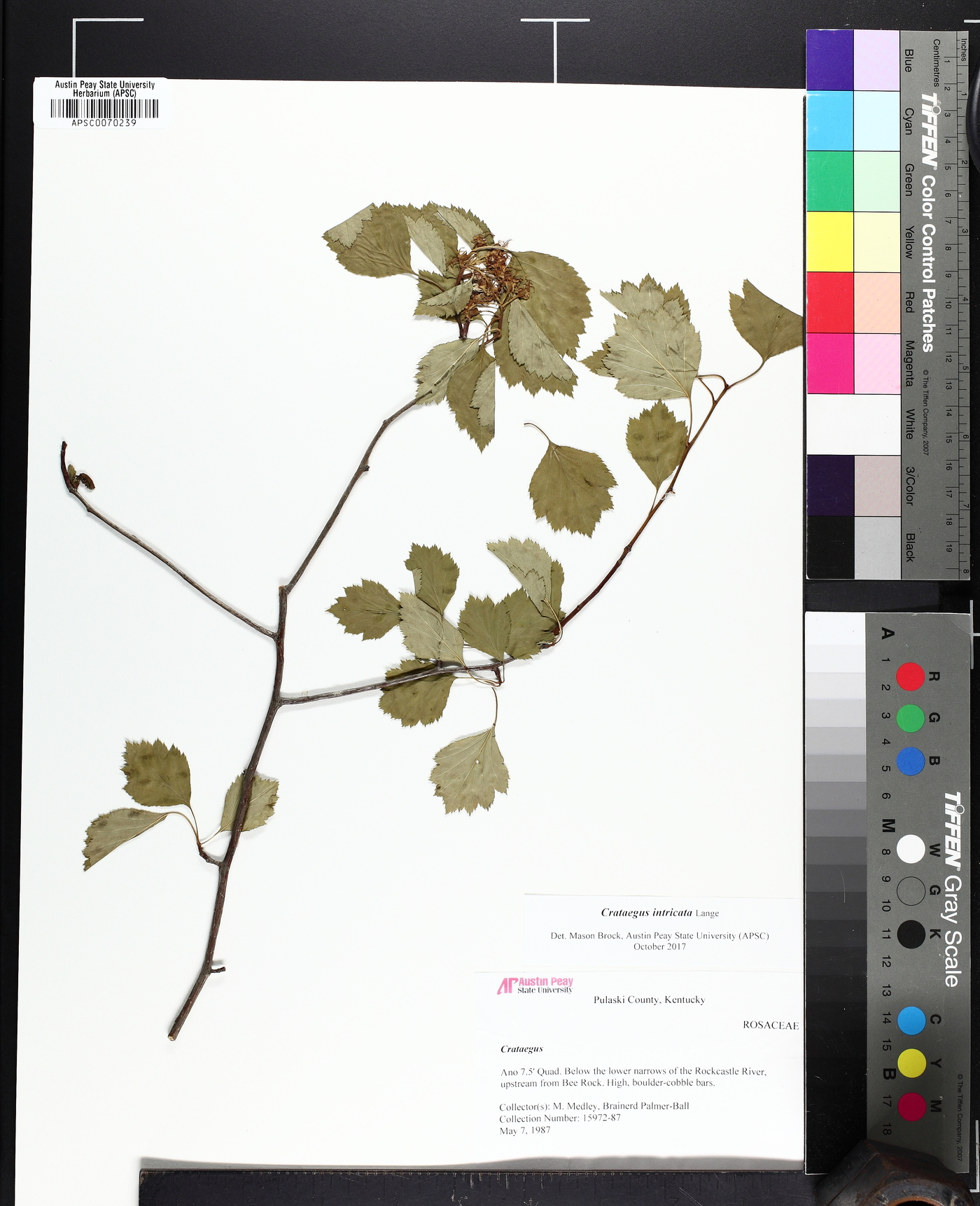 Crataegus intricata image