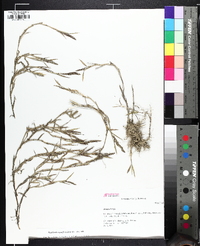 Muhlenbergia frondosa image