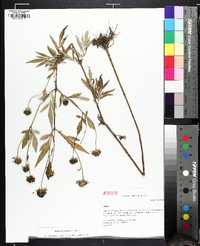 Bidens polylepis image