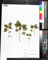 Circaea alpina image