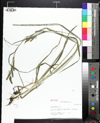 Carex scabrata image