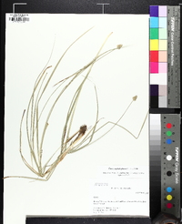 Carex leavenworthii image