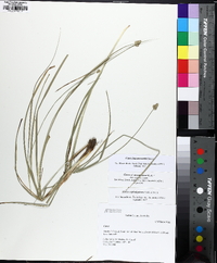 Carex leavenworthii image