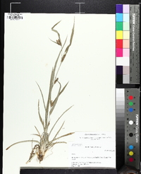 Carex glaucodea image