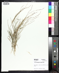 Muhlenbergia schreberi image