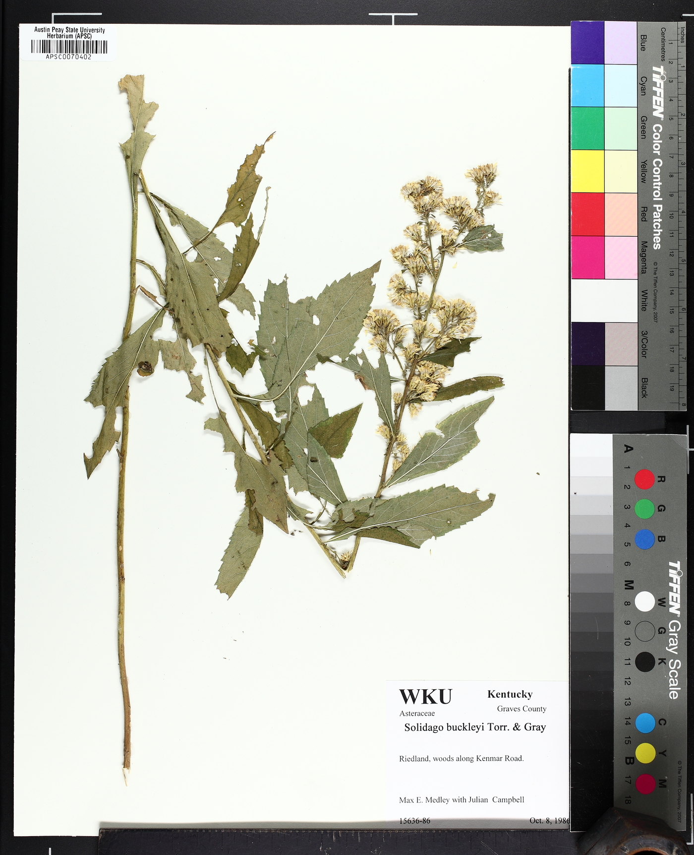 Solidago buckleyi image