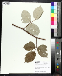 Rubus bifrons image