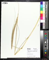 Calamagrostis breviligulata image