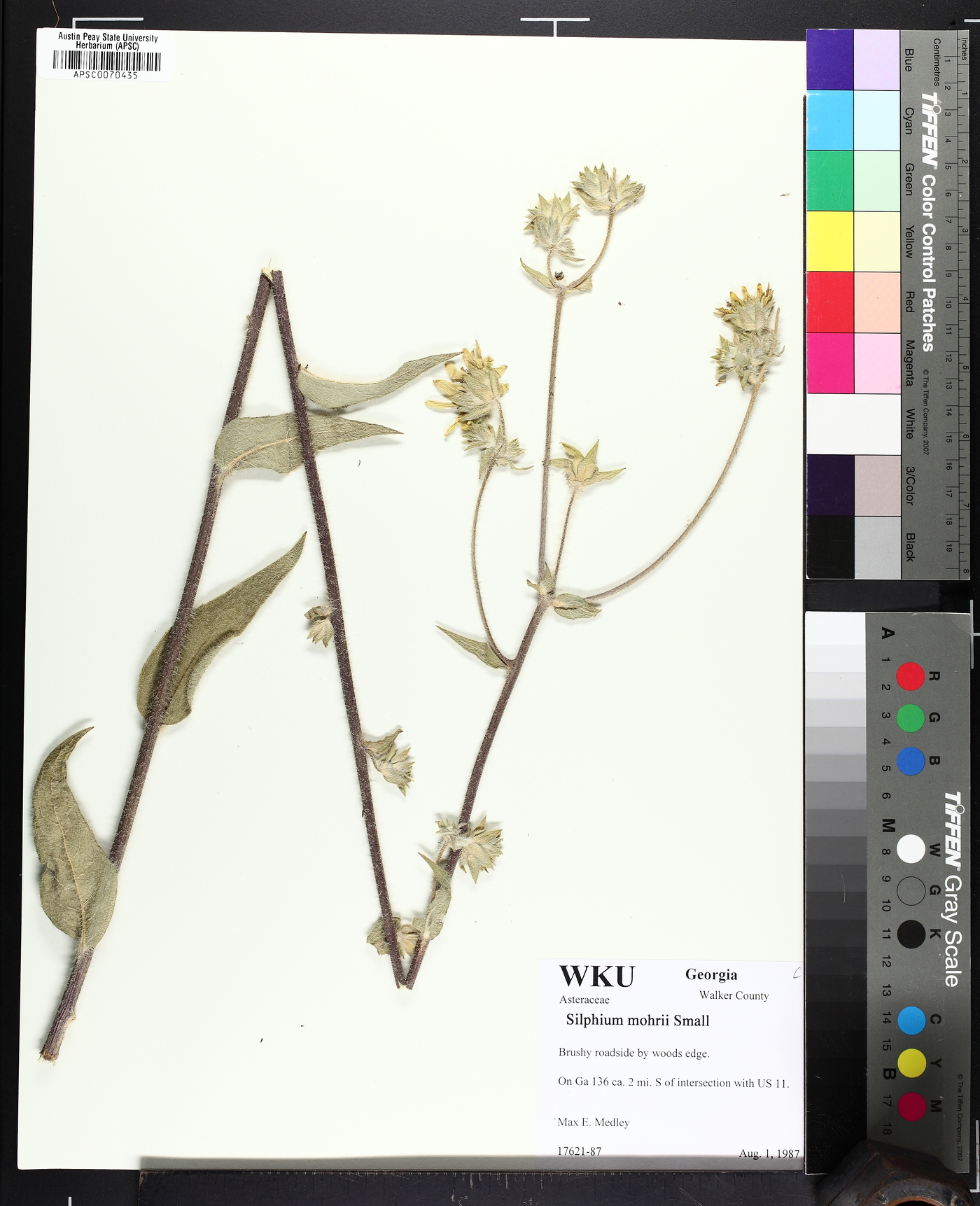 Silphium mohrii image