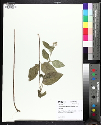 Scutellaria incana image