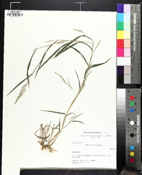 Muhlenbergia frondosa image