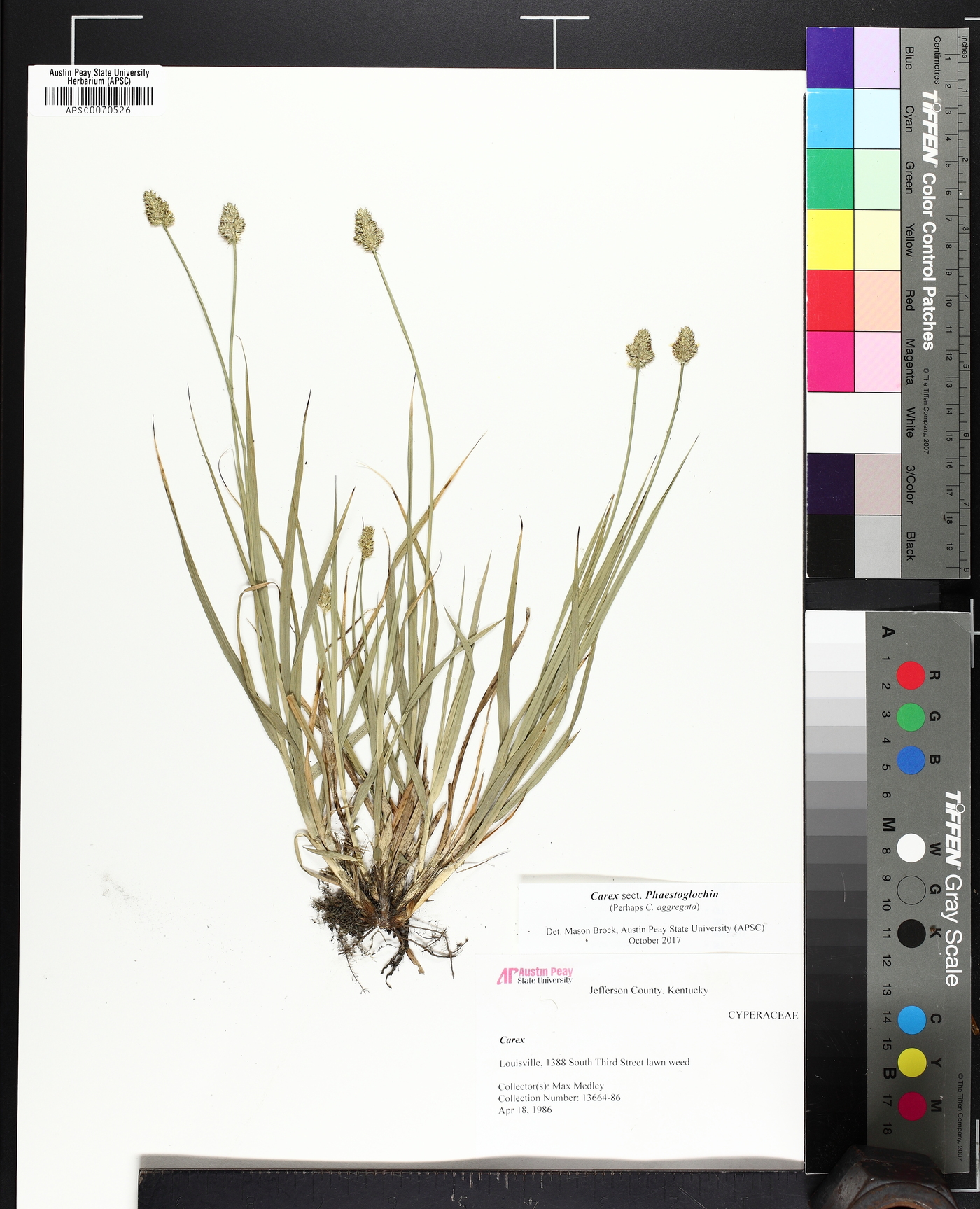 Carex mesochorea image