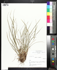 Carex planispicata image