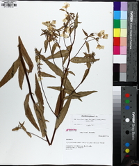 Oenothera fruticosa subsp. glauca image