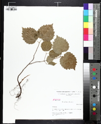 Viburnum rafinesqueanum image