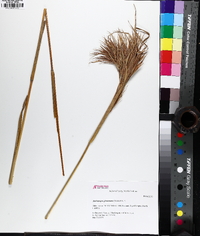 Andropogon glomeratus image