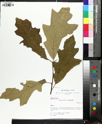 Quercus x willdenowiana image