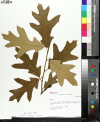 Quercus x willdenowiana image