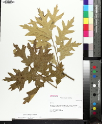 Quercus x willdenowiana image