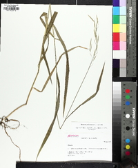 Bromus pubescens image