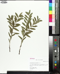 Lithospermum canescens image