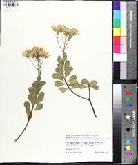 Garberia heterophylla image