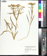 Flaveria latifolia image