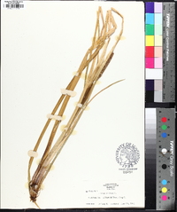 Acorus calamus image