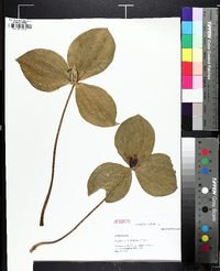 Trillium sessile image