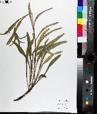 Rudbeckia truncata image