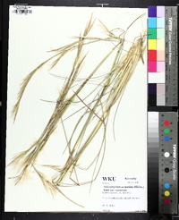 Andropogon virginicus var. virginicus image