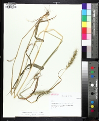 Elymus macgregorii image