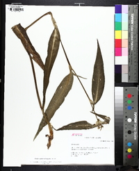 Tradescantia subaspera image