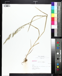 Bromus commutatus image