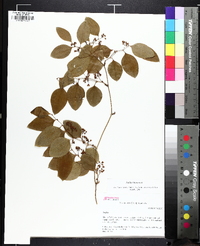 Smilax bona-nox image