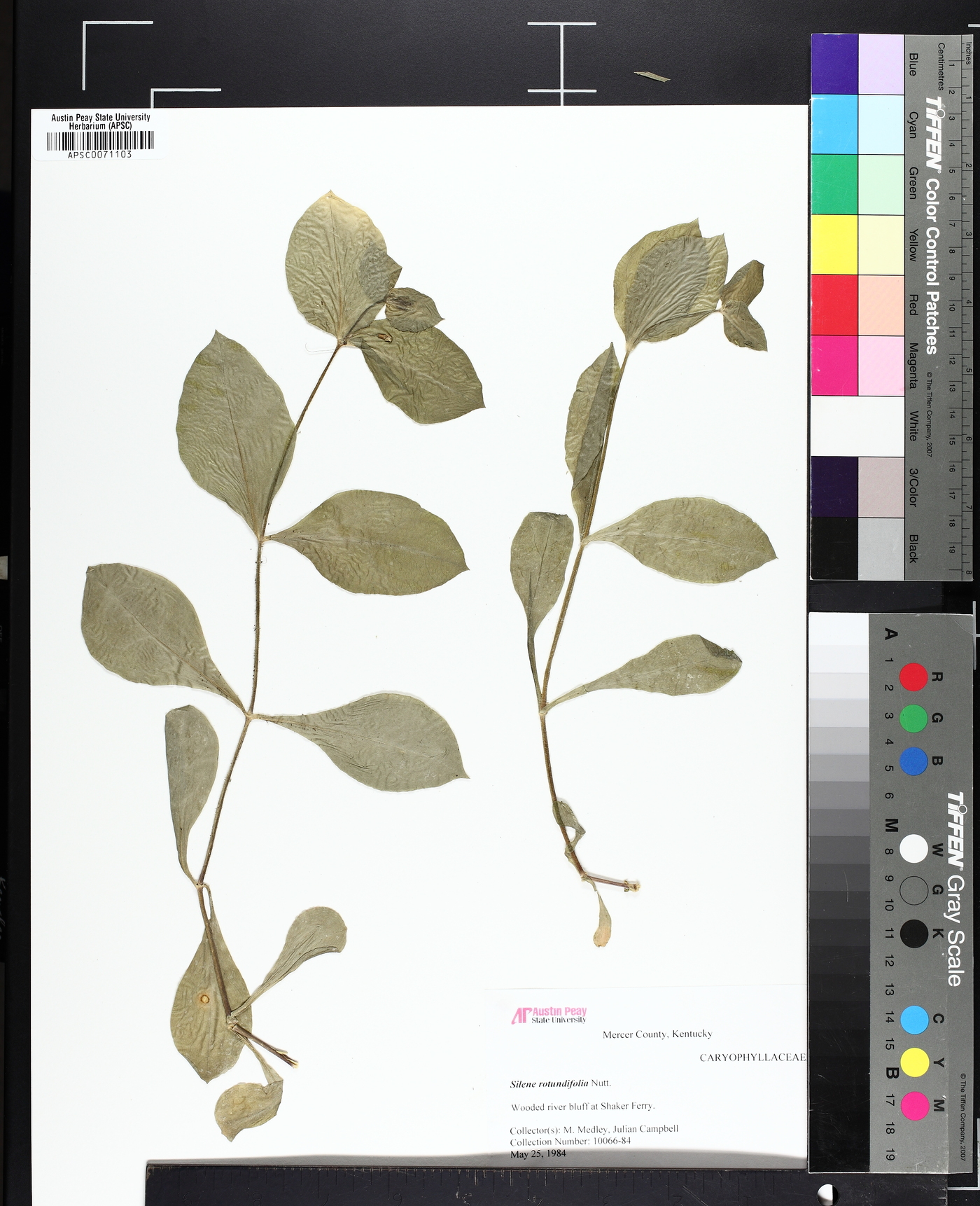 Silene rotundifolia image