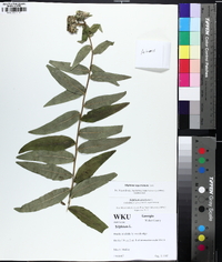 Silphium radula image