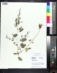 Chenopodium standleyanum image