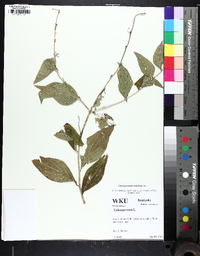 Lithospermum latifolium image