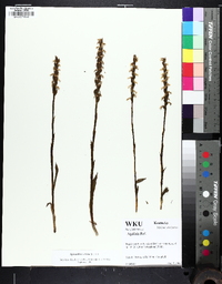 Spiranthes cernua image