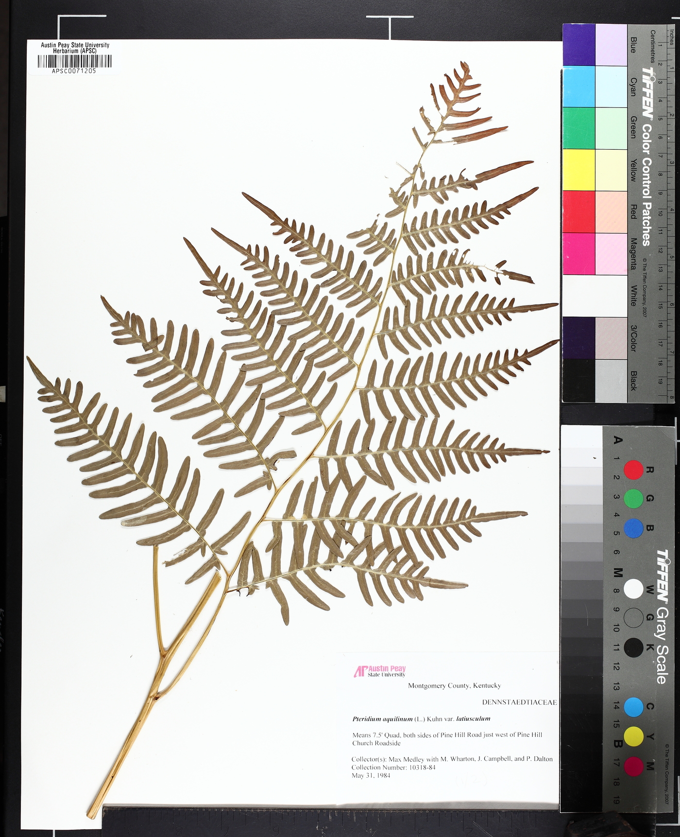 Pteridium aquilinum subsp. latiusculum image